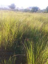 Dominican grass