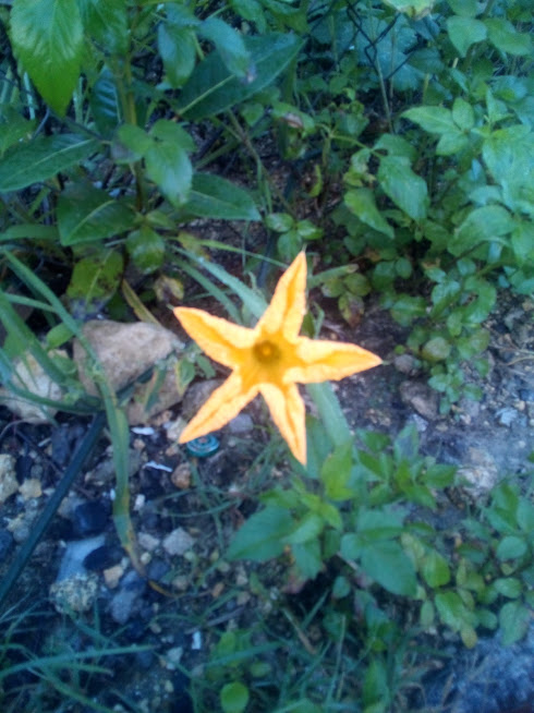 A flower in Guadeloupe!