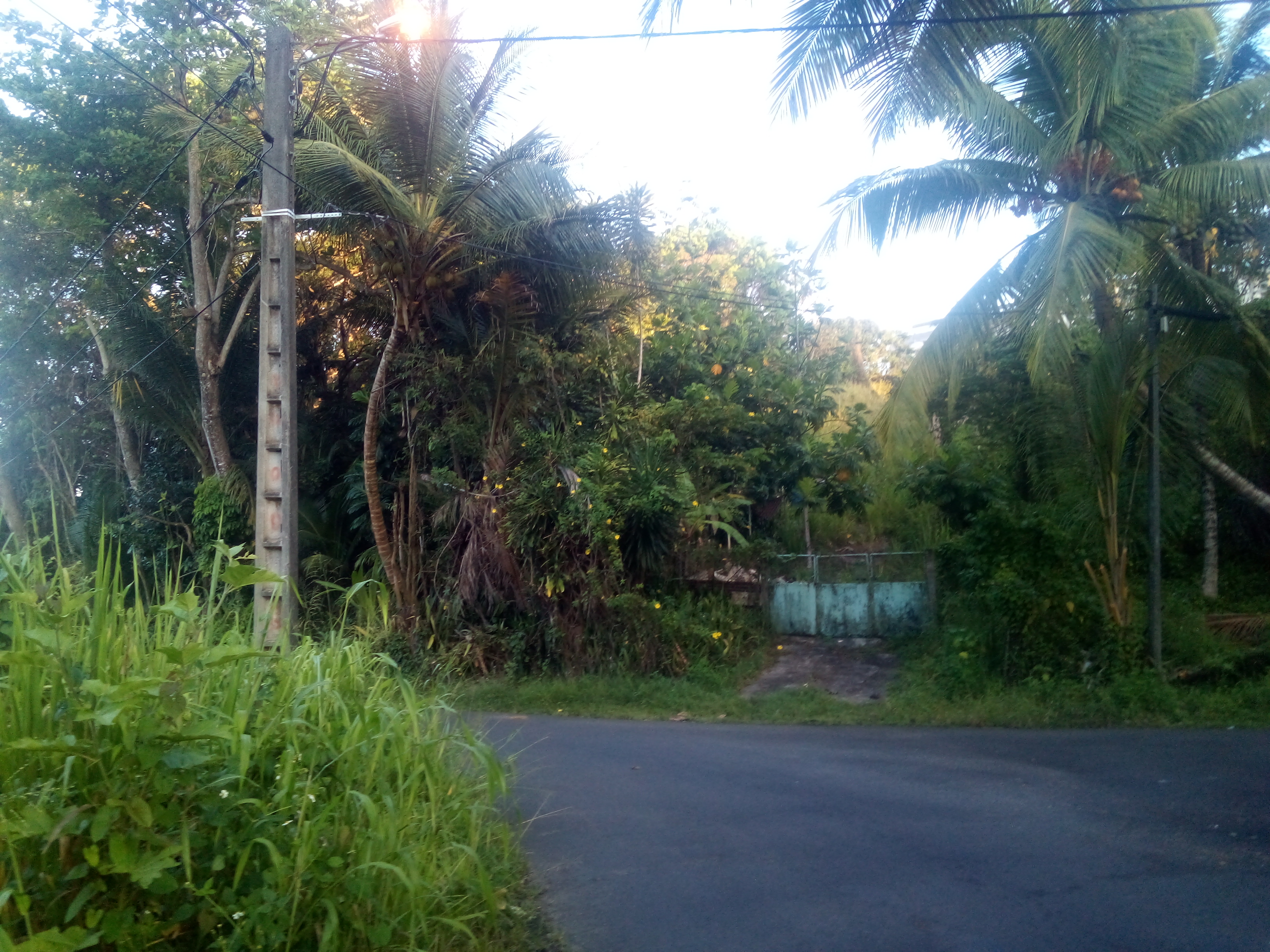 Flowers in Guadeloupe!