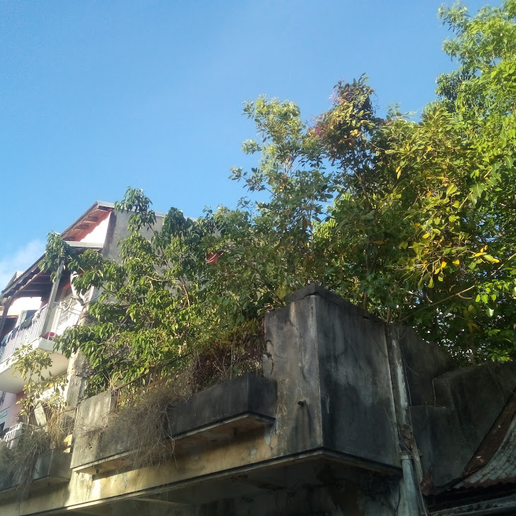 Plants Growing in Point-a-Pitre, Guadeloupe