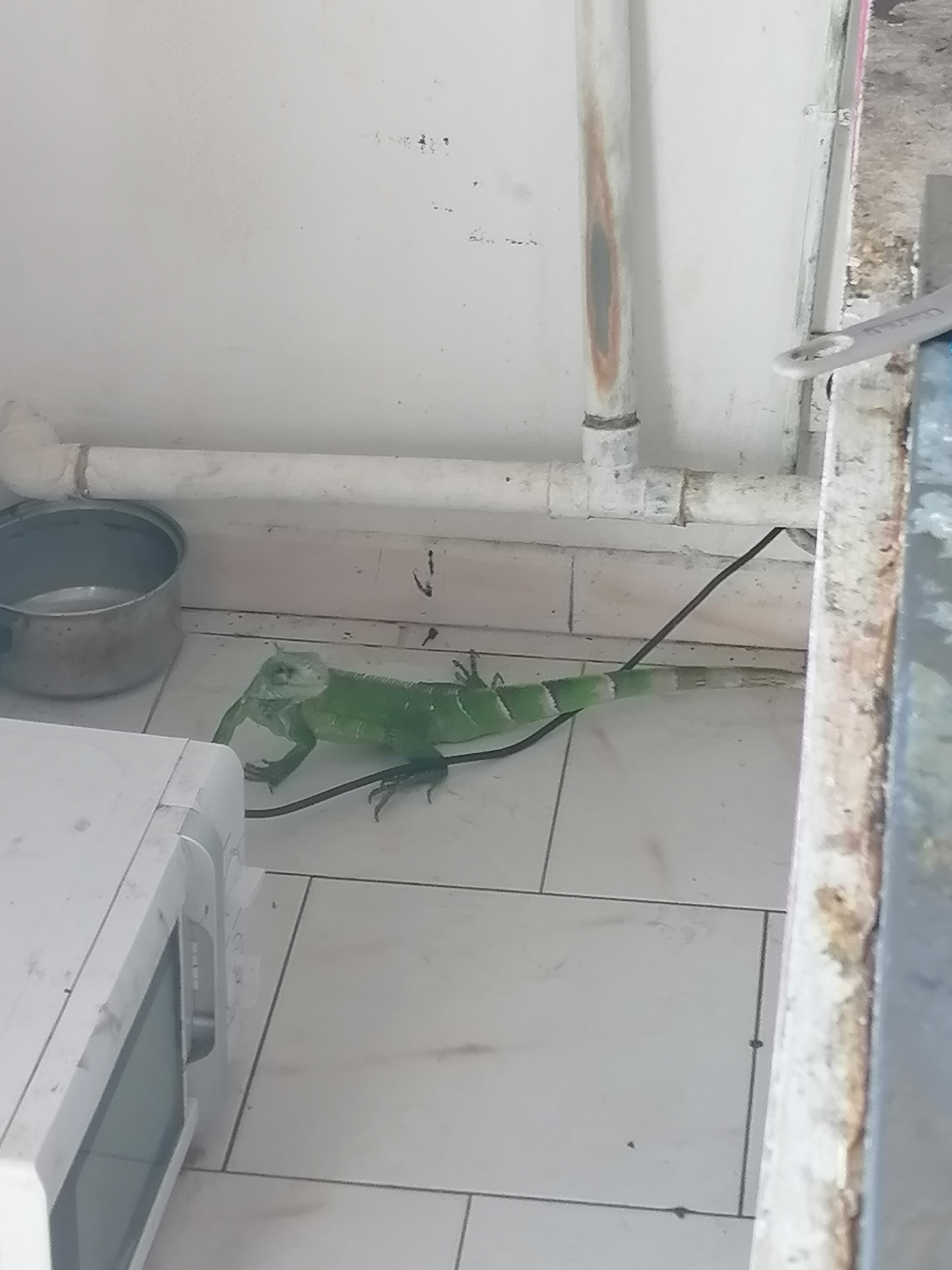 Iguana