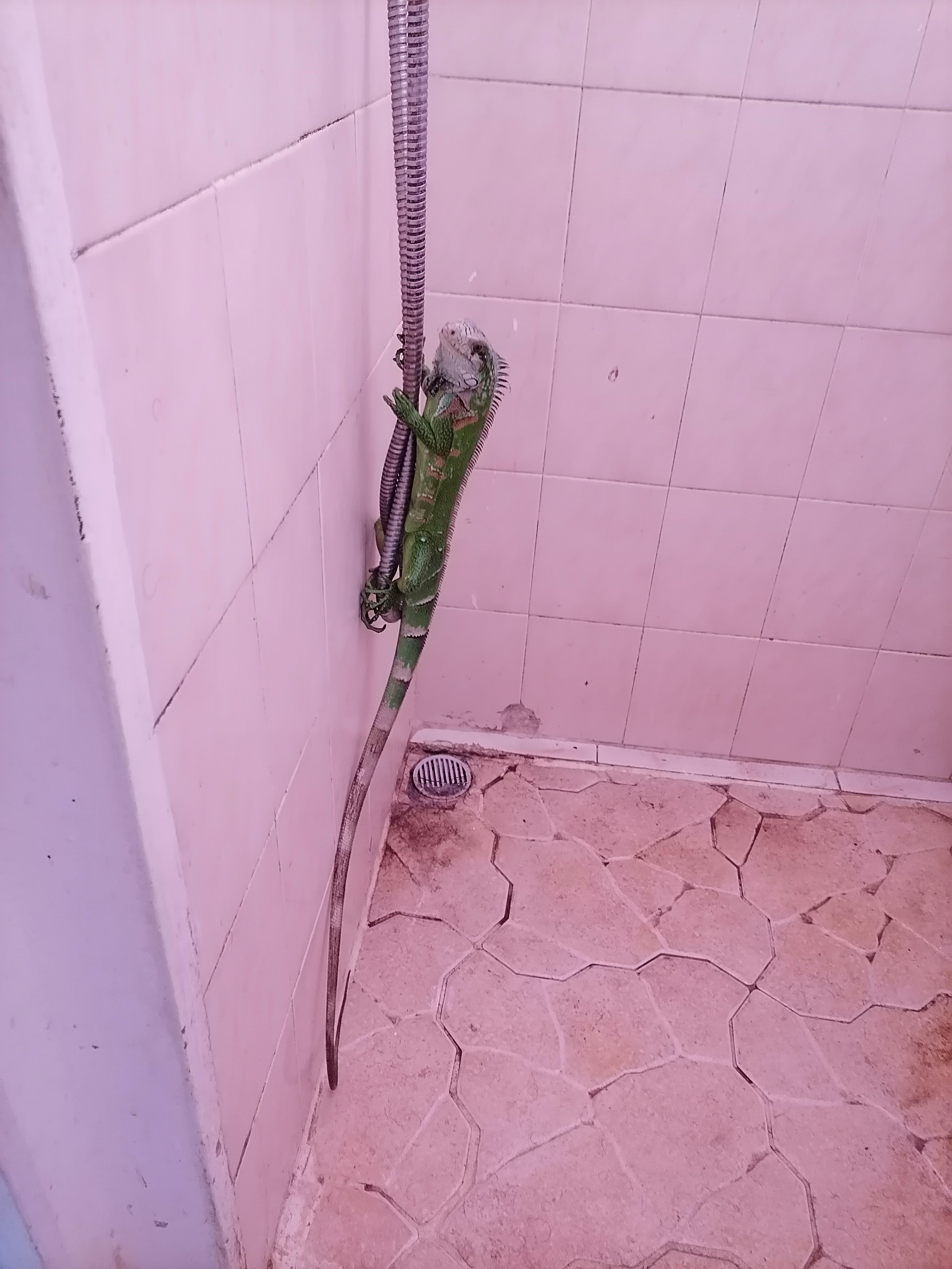 Iguana